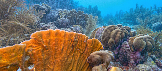 Caribbean coral garden, underwater Bonaire © John Anderson