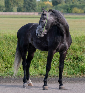 Horse. A thoroughbred gray horse of the Oryol Trotter breed. Harness racing. Trotting horse race. Side view. In full growth. Professional photography