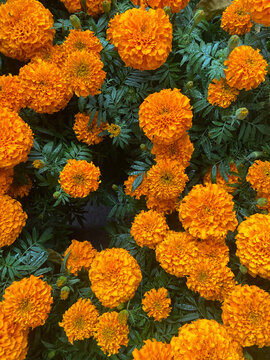 Marigolds in full bloom
