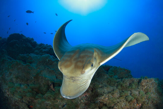 Majestic Mobula ray flying over rocky reef with sunbeams underwater