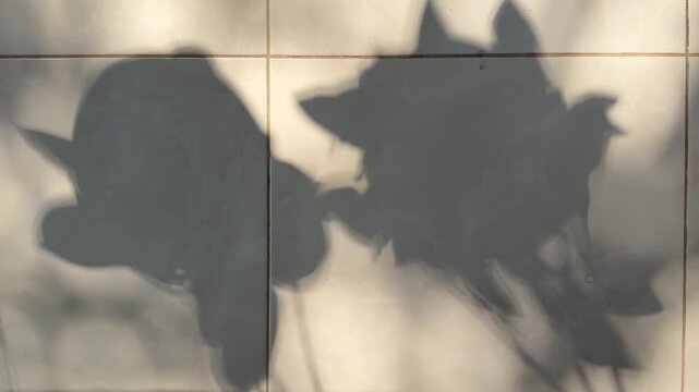 Hard sunlight shadow moving across square ceramic floor tiles, geometric architectural interior backdrop