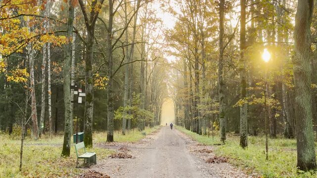 Golden sunlight shines through tall autumn trees along a path in Pavlovsk Park, Russia. A slow motion pan shot evokes a warm, serene feeling of calm nostalgia.