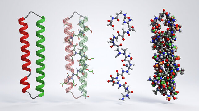 Visualizations of protein structures showing alpha-helix, coiled-coil, and detailed atomic models, representing scientific research and molecular biology