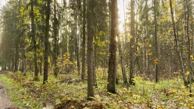 Tall autumn trees reach toward a pale sky in Pavlovsk Park, Russia. Sunlight filters softly through golden leaves, evoking peaceful tranquility. A gentle tilt shot in slow motion