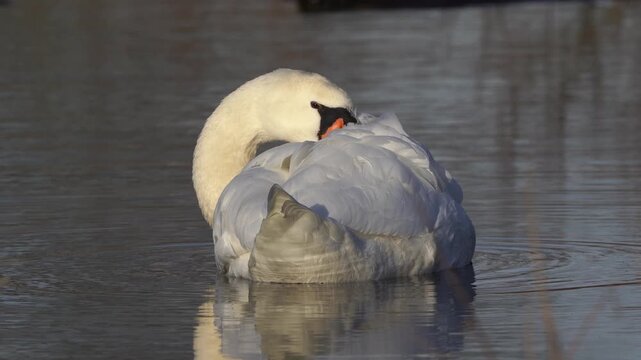 An adult mute swan (Cygnus olor) tucks its head into its feathers and settles down to rest