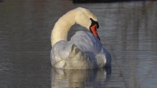 An adult mute swan (Cygnus olor) preens its feathers seen from behind