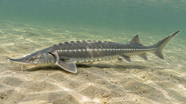 Sturgeon above a Pale Sandy River Bottom