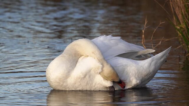 An adult mute swan (Cygnus olor) preening its feathers in winter.