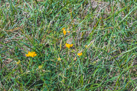 Petit papillon gris aux ailes ferm&eacute;es pos&eacute; sur une fleur de lotier jaune
