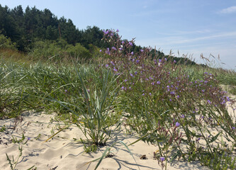 Purple wildflowers growing among grasses on sandy coastal dunes in Latvia, with dense green vegetation and pine woodland in the background. The natural Baltic Sea coastal habitat is photographed on a  © Martin