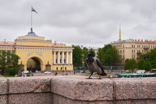Pigeon perched on granite ledge in foreground overlooking classical yellow city building with arched entrance, columns, spire, and cloudy sky above urban square