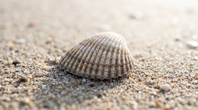 A single ribbed seashell resting on the sandy beach shore in soft natural sunlight