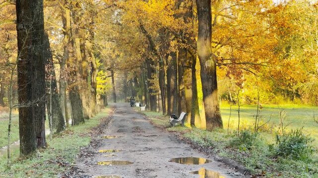 Golden leaves glow along a peaceful park path. Calm autumn sunbeams shine through tall trees. A quiet alley in Pushkin, Russia moves gently in slow motion.