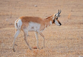 Portrait of a wild male pronghorn antelope (Antilocapra americana) standing in a dry grassy prairie. © César