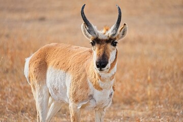 Portrait of a wild male pronghorn antelope (Antilocapra americana) standing in a dry grassy prairie. © César