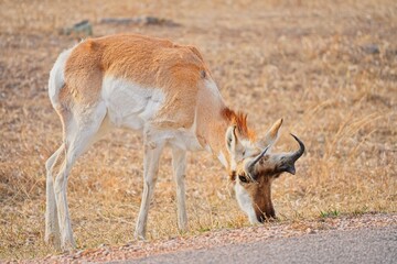 Portrait of a wild male pronghorn antelope (Antilocapra americana) standing in a dry grassy prairie. © César