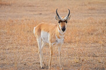 Portrait of a wild male pronghorn antelope (Antilocapra americana) standing in a dry grassy prairie. © César