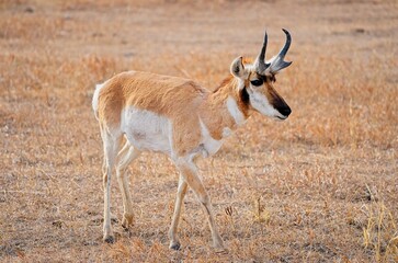 Portrait of a wild male pronghorn antelope (Antilocapra americana) standing in a dry grassy prairie. © César