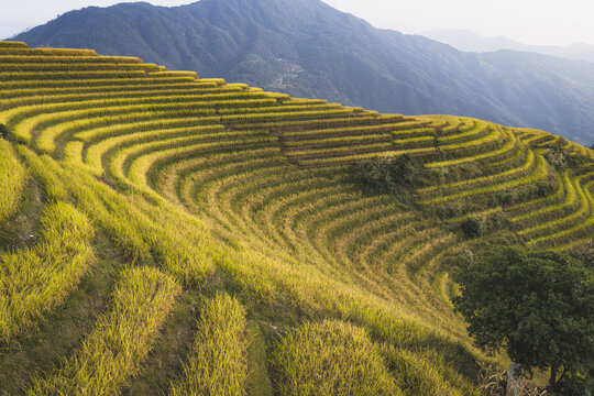 Aerial view of the golden Longji Rice Terraces carved into the mountainside with lush green trees and rolling hills under soft daylight in Guilin, Guangxi, China.