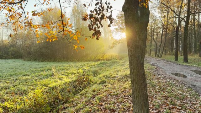 Golden sunbeams stream through autumn leaves in a peaceful park alley. The warm morning light illuminates grassy fields. A pan shot in Pushkin shows gentle beauty in slow motion.