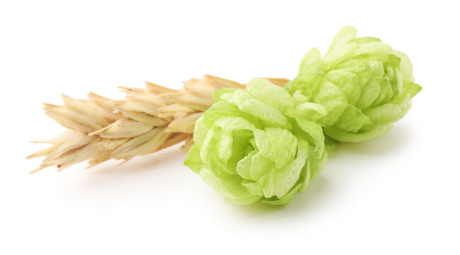 Green hop cones and wheat spike isolated on white