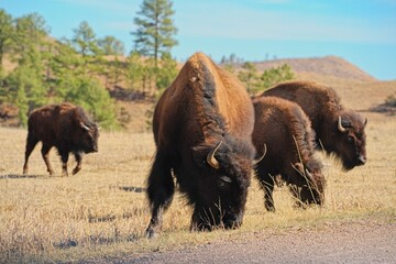 Herd of wild American bison (Bison bison) grazing, resting, and interacting in a dry grassy prairie reserve. © César