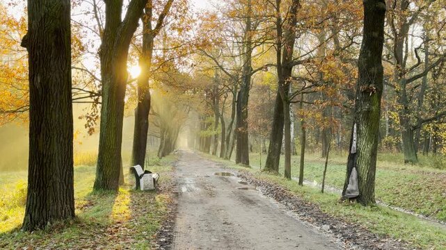 POV walkthrough of an empty park alley in Pushkin, Russia, shot on stabilizer. Smooth forward camera motion glides in slow motion, bringing a calm, serene mood. No people are around.