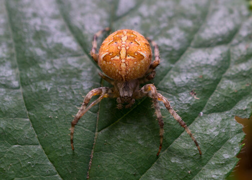macro portrait of garden spider araneus diadematus facing camera on green leaf