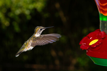 Female hummingbird hovers with wings spread beside a colorful nectar feeder in a garden © BJ Ray
