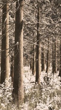 Tall trees stand in a forest with a thick layer of snow on the ground. The scene shows a winter day with no signs of human activity.