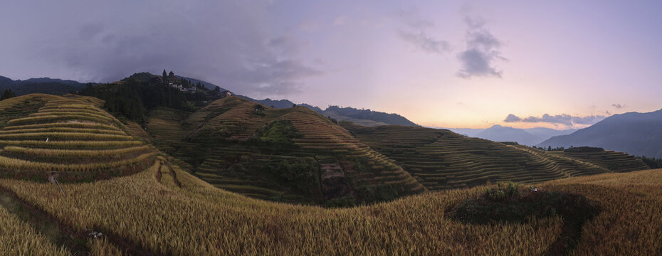 Aerial view of the Longji Rice Terraces featuring golden terraced fields and rolling hills under a soft sunset sky in Guilin, Guangxi, China.