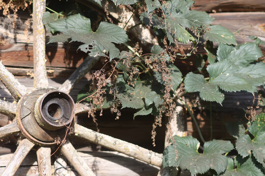 The common hop plant features climbing stems, textured foliage, and characteristic green cones.
