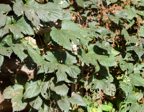 The common hop plant features climbing stems, textured foliage, and characteristic green cones.