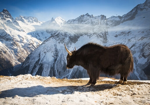 Big yak
