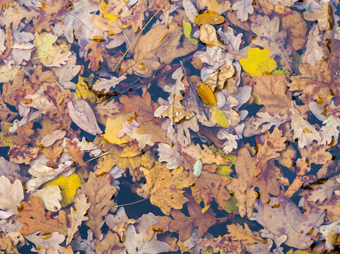 Autumn leaves background