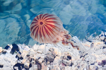 Compass jellyfish © Ajda