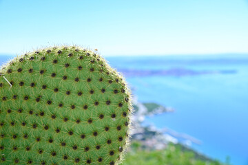 cactus on the beach © Ajda