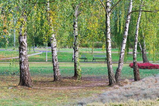 multicolored autumn leaves of trees and shrubs in parks and forests