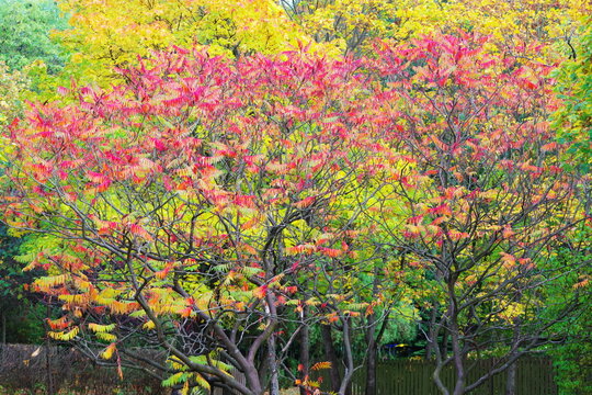 multicolored autumn leaves of trees and shrubs in parks and forests