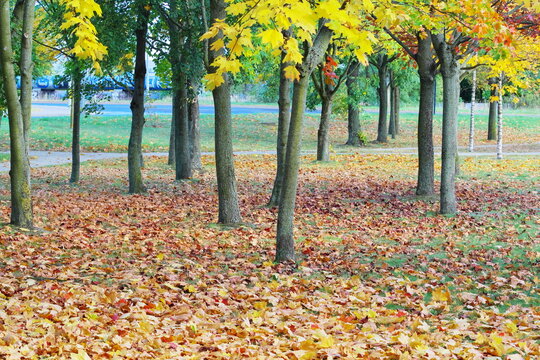 multicolored autumn leaves of trees and shrubs in parks and forests