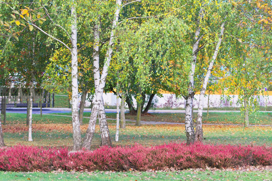 multicolored autumn leaves of trees and shrubs in parks and forests