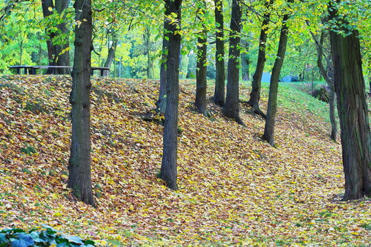 multicolored autumn leaves of trees and shrubs in parks and forests