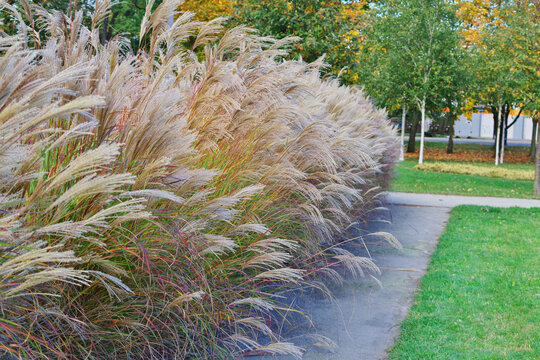 multicolored autumn leaves of trees and shrubs in parks and forests