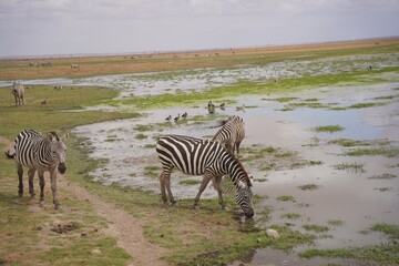 Plains zebras drinking and grazing beside a shallow pool in Amboseli National Park, Kenya © Wandering Lens