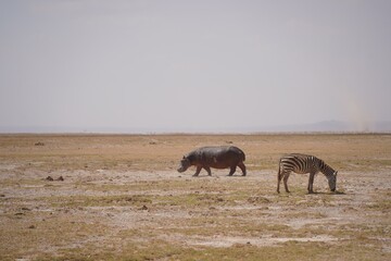 Hippopotamus and zebra grazing side by side on the open plain, Amboseli National Park, Kenya © Wandering Lens