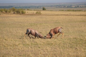 Topi antelopes clashing heads in a territorial fight, Masai Mara National Reserve, Kenya © Wandering Lens