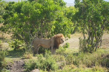 Male lion with a big mane standing beside a bush, Masai Mara National Reserve, Kenya © Wandering Lens