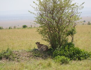 Cheetah resting in the shade of a bush on the savanna, Masai Mara National Reserve, Kenya © Wandering Lens