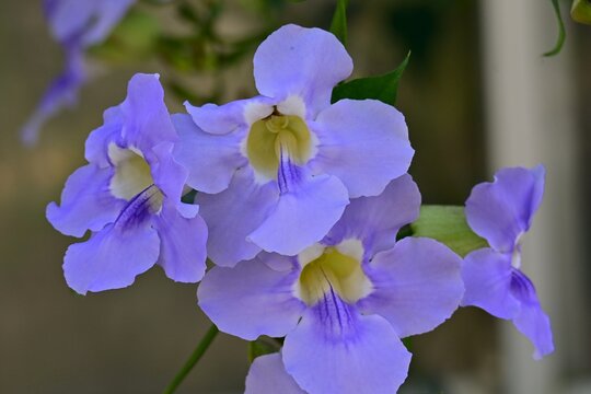  Bengal clock vine flowers. Acanthaceae evergreen vine. Native to Bengal, India, it produces clusters of pale blue-violet flowers that hang downward.