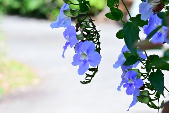  Bengal clock vine flowers. Acanthaceae evergreen vine. Native to Bengal, India, it produces clusters of pale blue-violet flowers that hang downward.